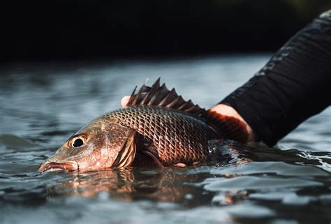 Jack Fish: A Complete Guide .